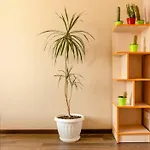 Apartamento 500 м ,центр города *